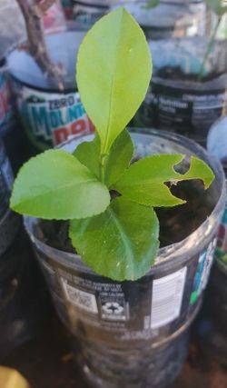 Meyer Lemon Seedling