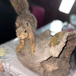 Fake Squirrel Taxidermy