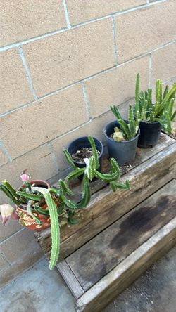 Plants