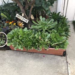 Succulents
