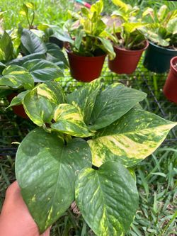 🌿 Golden Pothos — 6” Pot 🌿