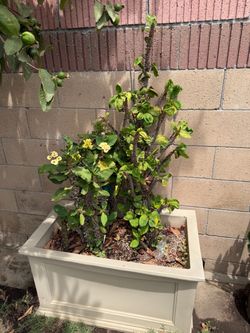 Planter/Crown of Thorns/Corona de Cristo