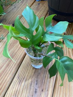 Monstera Cutting in Water