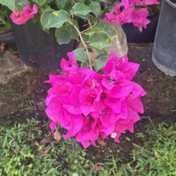 Fuchsia Bougainvillea 