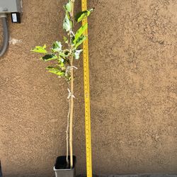 Taiwan Ever Bearing mulberry $35