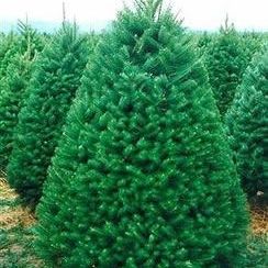 Real Christmas Trees W/ FREE STAND In Hacienda Heights 