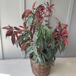 Faux Plant