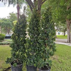 Japanese Blueberry berry topiary cones  staring  at  $95