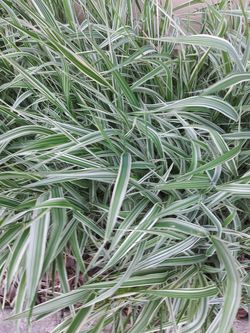 Ornamental variegated sedge grass