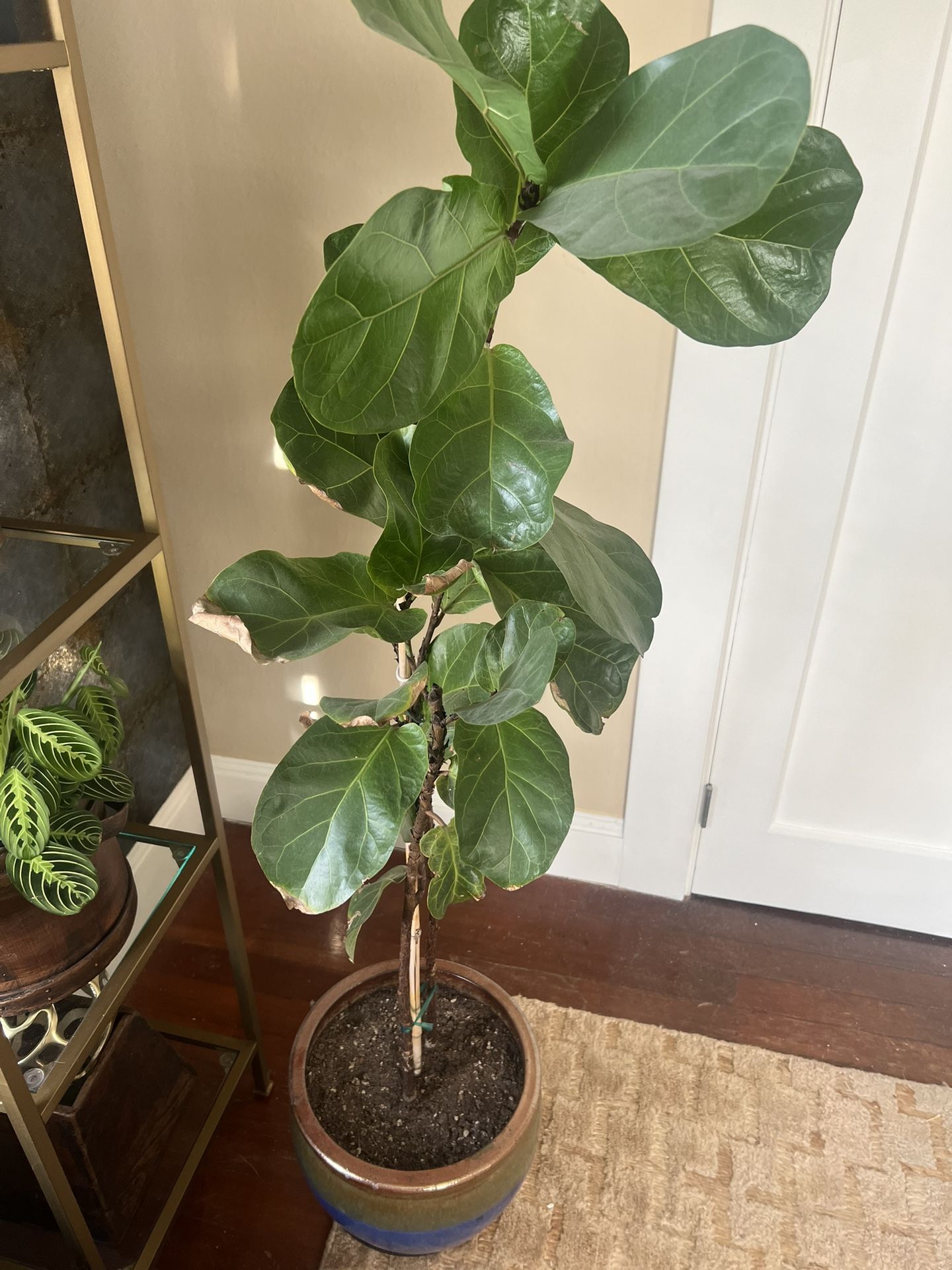 5 feet tall fiddle fig plant and ceramic pot