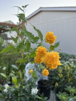 Japanese rose plant starts
