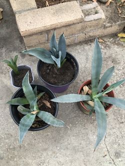 Blue Agave