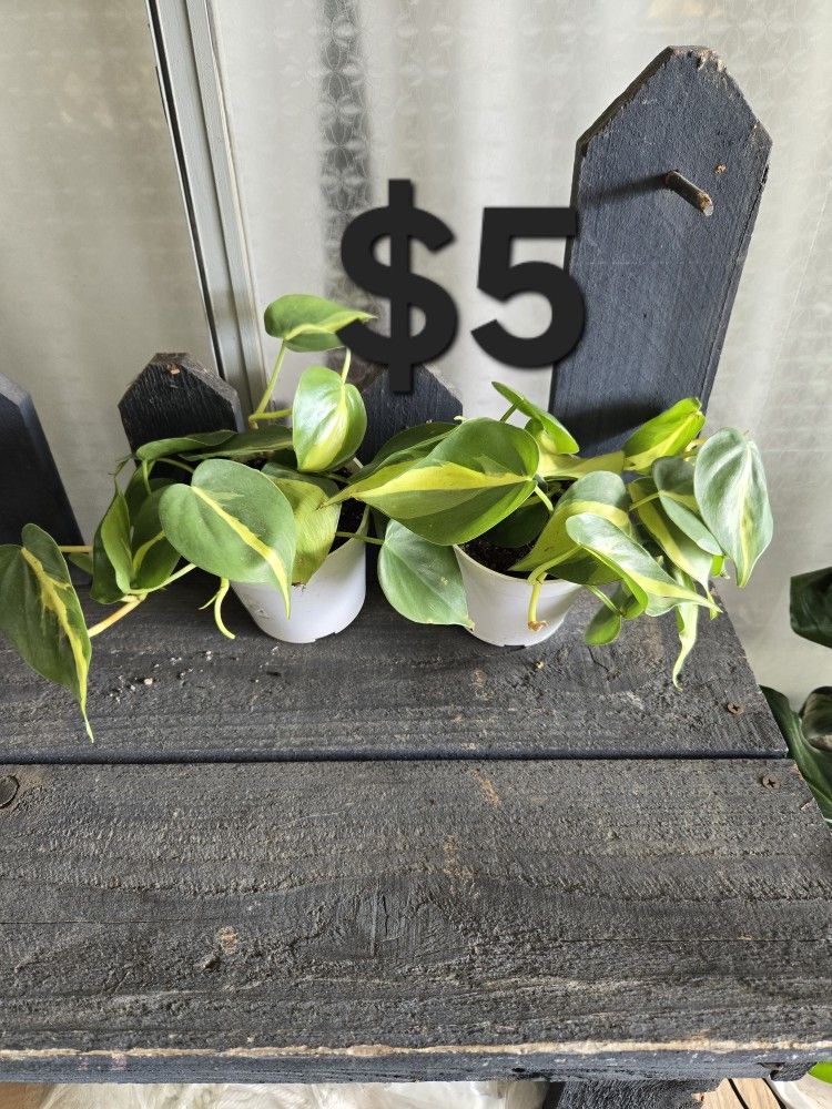 Philodendron Plants