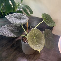 Alocasia Grey Dragon (Maharani)