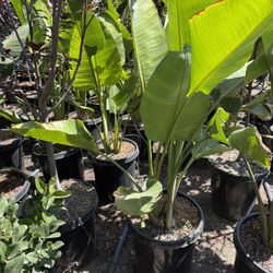 Giantbirdds Of Paradaise Plants 15 Gal