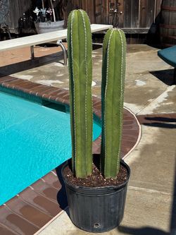 Cactus Plant (Mexican Fence Post)