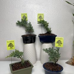 Small Bonsai Trees With Pots- ($12 each )