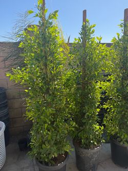FICUS NITIDA 15 GALLON FICUS