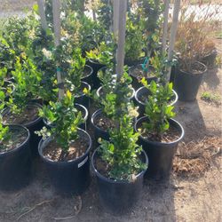 Plants