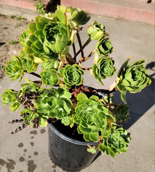 Succulent