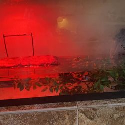 29 Gallon Tank  With Yellow Belly 