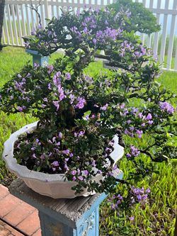 Blue bell bonsai