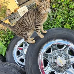 GMC Silverado rims with tires and lug nuts $550 tires are in really good shape