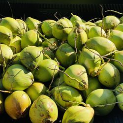 300 fresh picked Coconuts