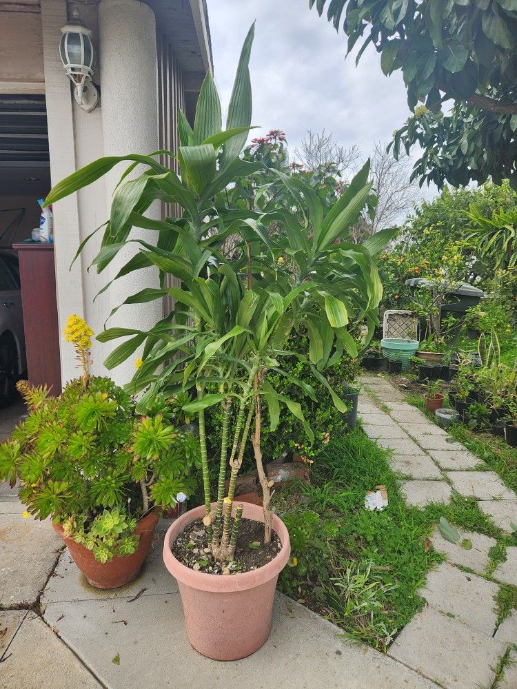 Beautiful Tall Lucky Bamboo Fortune Dracaena Tree