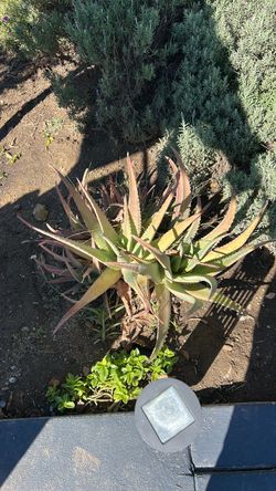 Aloe Vera. / savila