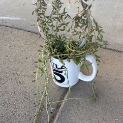 String Of Banana Plants 