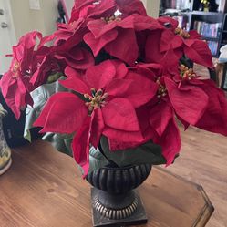 poinsettia 