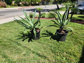 Octopus Agave