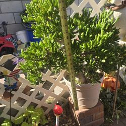 Jade Plant 