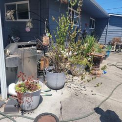 Free Plant Pots .