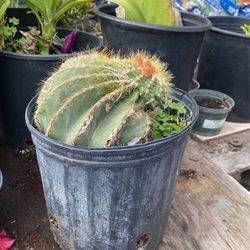 Various Cactus Plants