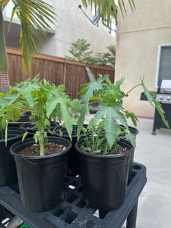 Papaya and cherimoya plant