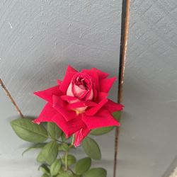 Rose Bush - A Rose Called LOVE