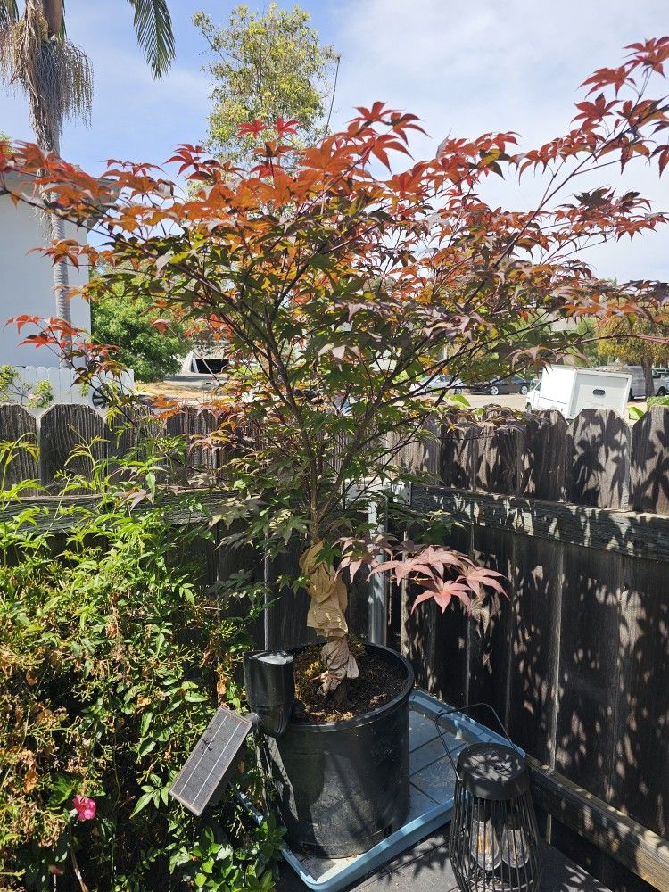 Japanese Maple Bloodgood