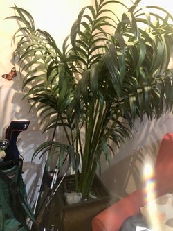 Silk palm potted