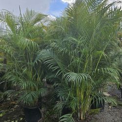 Arecas Over 8 Feet Tall