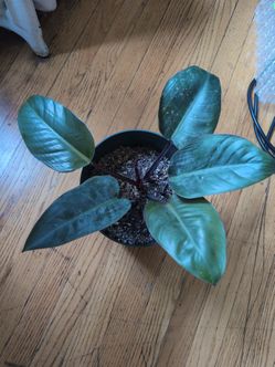 Philodendron  in 8" Pot