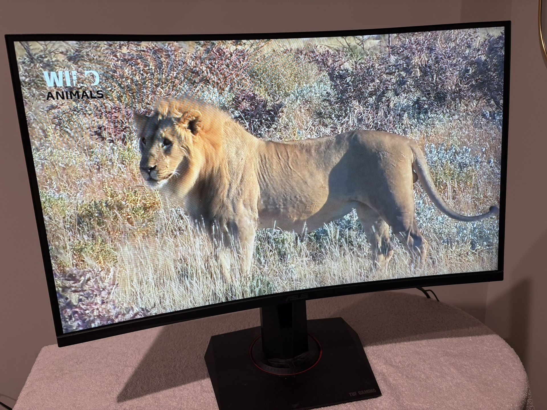 Asus Gaming Monitor