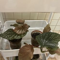 Begonia Starters $5 Each