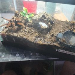 Tarantulas 