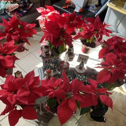 Poinsettia Plant 