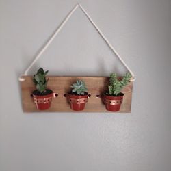 Mini Succulent Plant Display