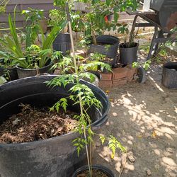 Neem Tree