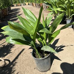 Aspidistra 