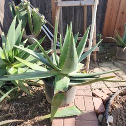 Aloe Vera Plant 